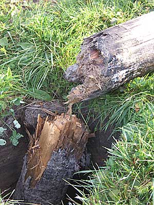 Сгнивший деревянный столб